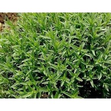 Sprout Store Zahter Kekiği Tohumu (50 Tohum)