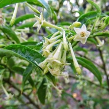 Sprout Store Melissa Oğul Otu Tohumu (100 Tohum)