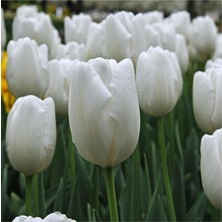 Sprout Store Lale Soğanı 5 Adet