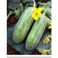 Sprout Store Tohumu Yerli Acur Karadibek 100 Adet Tohum