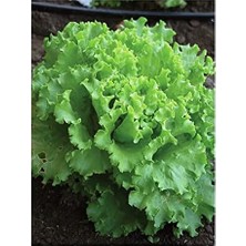 Lidyahan Store Tohumu Yerli Marul Arapsaçı 1000 Adet Tohum