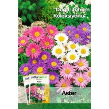 Lidyahan Store Adet Aster Çiçeği Tohumu
