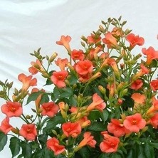 Misda Store Borusu (Campsis Radicans) Sarmaşık Fidanı 50-60 cm