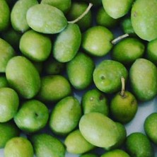 Misda Store Sarı Ulak Zeytin Fidanı