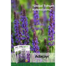 Lidyahan Store Adet Adaçayı (Salvia Officinalis) Çiçek Tohumu