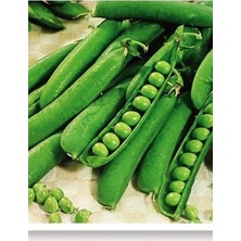 Lidyahan Store Tohumu Yerli Bezelye 50 Adet Tohum