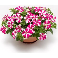 CetKing Çiçeği Tohumu (Iri Çiçekli Bodur) Gül Yıldız Renkli - 15 Tohum