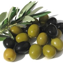 Leaf Shop Bol Verimli Salamuralık Gemlik Trilye Zeytin Fidanı