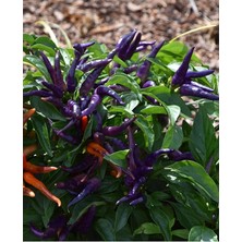 Lidyahan Store Doğal Acı Mor Cin Biberi 100 Adet Tohum