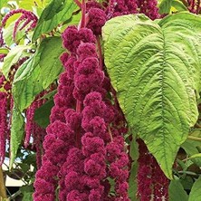 CetKing Kırmızı Amaranthus(Horoz Ibiği) Çiçeği TOHUMU(1500 Tohum)