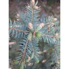 Lidyahan Store Fıstık Çam Ağacı Fidanı 30_40 cm