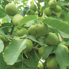 Lidyahan Store Fernette Ceviz Fidanı