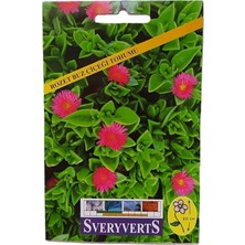 Lidyahan Store Buz Çiçeği Tohumu