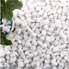 Lidyahan Store Taş 15 kg 1-2 cm Beyaz Dolomit Taş Saksı Dibi Dekoratif Taş Teraryum Taşı Bahçe Taşı