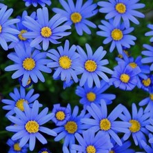 Leaf Shop Blue Aster Çiçeği TOHUMU(100 Tohum)