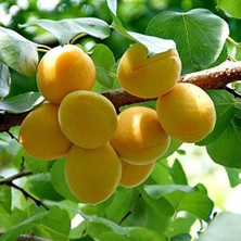 Aşılı Çok Tatlı Verimli Aromatik Şekerpare Kayısı Fidanı