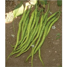 Tarım Ata Tohumu Yöresel Tatlı Kıl Sivri Biber 100 Adet Tohum