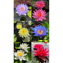 Magarsus 5 Adet Tohum Organik Taze Hasat Karışık Renk Açar Lotusa Lotus Su Çiçeği Tohumu Canlı Renkler