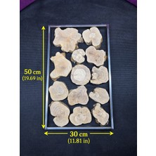 Özgürce Doğal Ahşap Dilim Seti, Metal Çerçeveli 30X50 cm Epoksi Dekorasyon