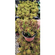 The Best Online Yaprak Güzeli Minik Yapraklı (13 cm Saksıda ) Dolgun ve Formlu