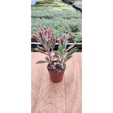 The Best Online Thebestonline Kalanchoe Pink Butterflies Pembe Aşkın Gözyaşı 5.5 cm Saksıda