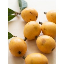 Alpöz Organik Malta Eriği (Yenidünya) Meyvesi 1 kg Taze Hasat