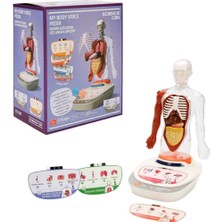 Miniklab Toys Sesli Insan Vücudu Modeli Bilim Seti (1 Adet)