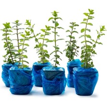 Eget Izmir Bilyalı Kekik (Origanum Onites) 6'lı