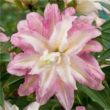 2 Adet Pembe Beyaz Iki Kokulu Lilyum (Zambak) Çiçeği Soğanı