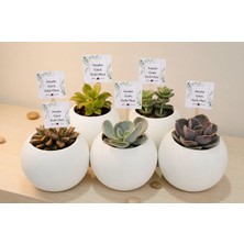 Sukulent İstanbul 5'li Beton Saksılı Sukulent Anneler Günü Kutlu Olsun