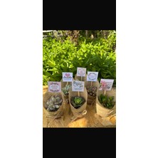 15'li Anneler Günü Hediyelik Sukulent