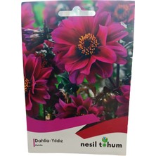 Nesil Tohum Dahlia-Yıldız Çiçeği Tohumu 30 Adet