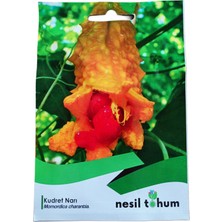 Nesil Tohum Kudret Narı Çiçek Tohumu 10 Adet