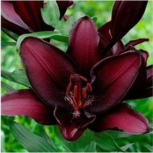 Lila Tarım Ürünleri 2 Kadife Bordo Kokulu Lilyum (Zambak) Çiçeği Soğanı