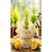 Ceka Botanik Limon Servi (Cupressus Goldcrest) - Şık Sunumlu Iç ve Dış Mekan Çamı