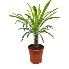 Madagaskar Palmiyesi- Pachypodium Lamerei 25 cm