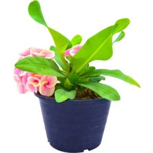 Ithal Dikenler Tacı Çiçeği 1 Adet Saksılı (20-40 Cm) (Euphorbia Milii)