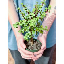 Para Bonsai Üretim Saksısında Para Çiçeği Para Ağacı