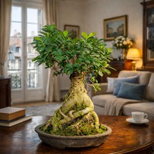 Ficus Ginseng Bonsai Canlı Bitki - Özel Formlu Dolgun Gövdeli Dekoratif Büyük Boy Bonsai Ağacı