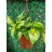 Epipremnum Aureum - Patos Salon Sarmaşık Askılı / Ev, Ofis, Salon Bitkisi