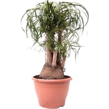 Nolina - Beaucarnea Recurvata - 80 cm Boyunda