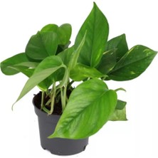 Epipremnum Potos Sarmaşığı Bitkisi Ev Bitkisi Ofis Bitkisi 10-20 cm