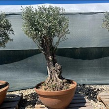 129 Yaş Gemlik Zeytin Ağacı Salona ve Bahçeye Dikmeye Hazır