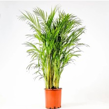 Areka Palmiyesi 170-180 cm 2 Adet - Hediyelik Salon Ofis Bitkisi