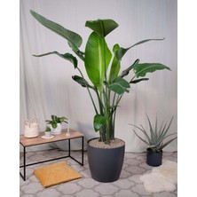 Dekoratif Saksılı Dev Starliçe 150-170-200 cm