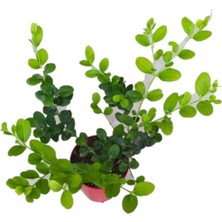 Natal Eriği Fidanı 20/40 cm Arası Fidanlar