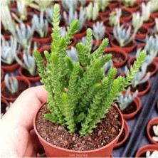 Crassula Muscosa, Çiçekleri Kokulu, Prenses Çamı, Sukulent Kaktüs