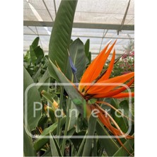 Starliçe - Strelitzia Reginae- 50-60 cm - Cennet Kuşu Bitkisi