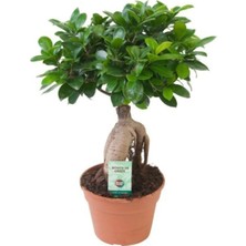 Bonsai Ficus 'ginseng' M