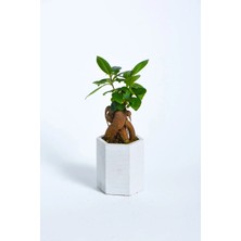 Hexagon Serisi White Ficus Bonsai